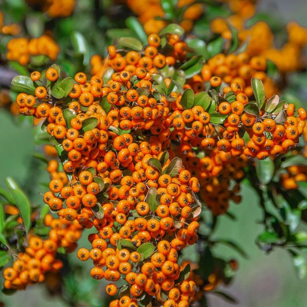 Pyracantha 'Golden Charmer' 3 Litre